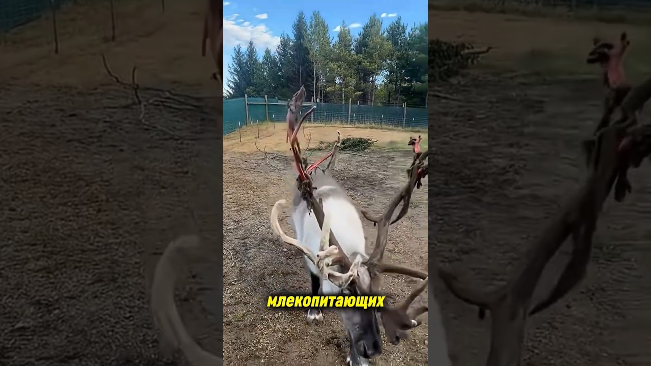 панты - молодые рога