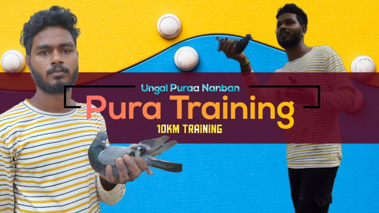 [10km Pura Training...🕊💥]#pigeonfav🫶❤️‍🔥😍 #purafav✨🫀👀😇 #lovelypura💥❤ #purafan🥰✨🫀👀😇 #pigeonfan💥 #pura