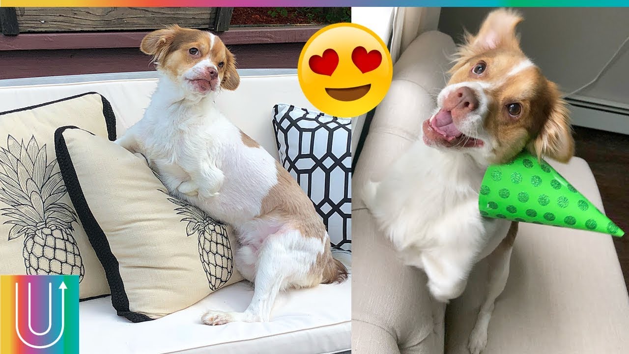 Loki: el perro que se arrastra y es feliz