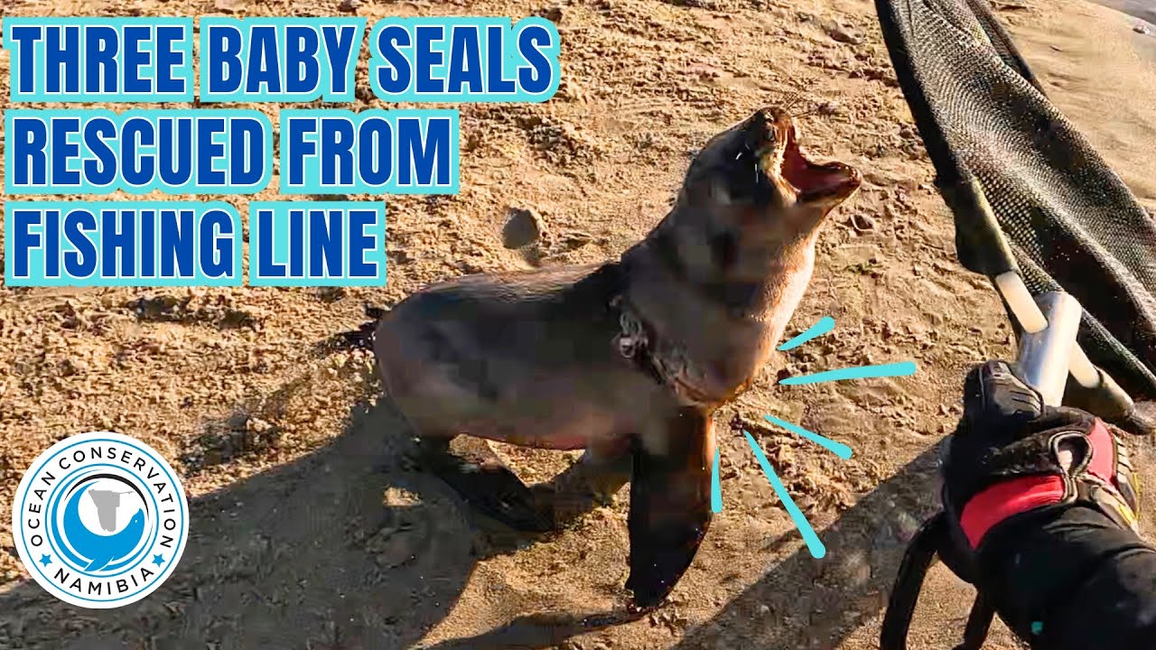 Three Baby Seals Rescued From Fishing Line
