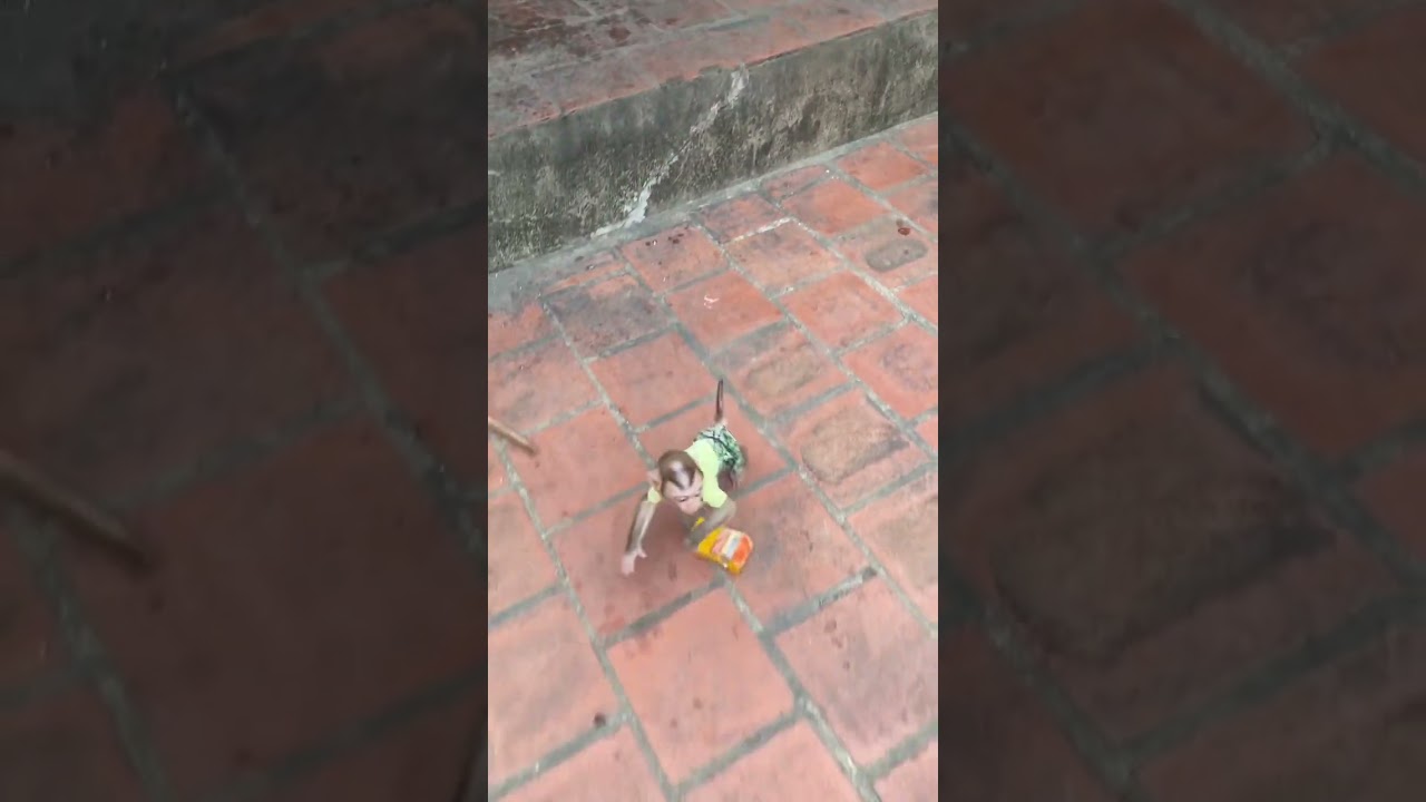 Hearing the dog bite, the baby monkey ran out to see who came in.