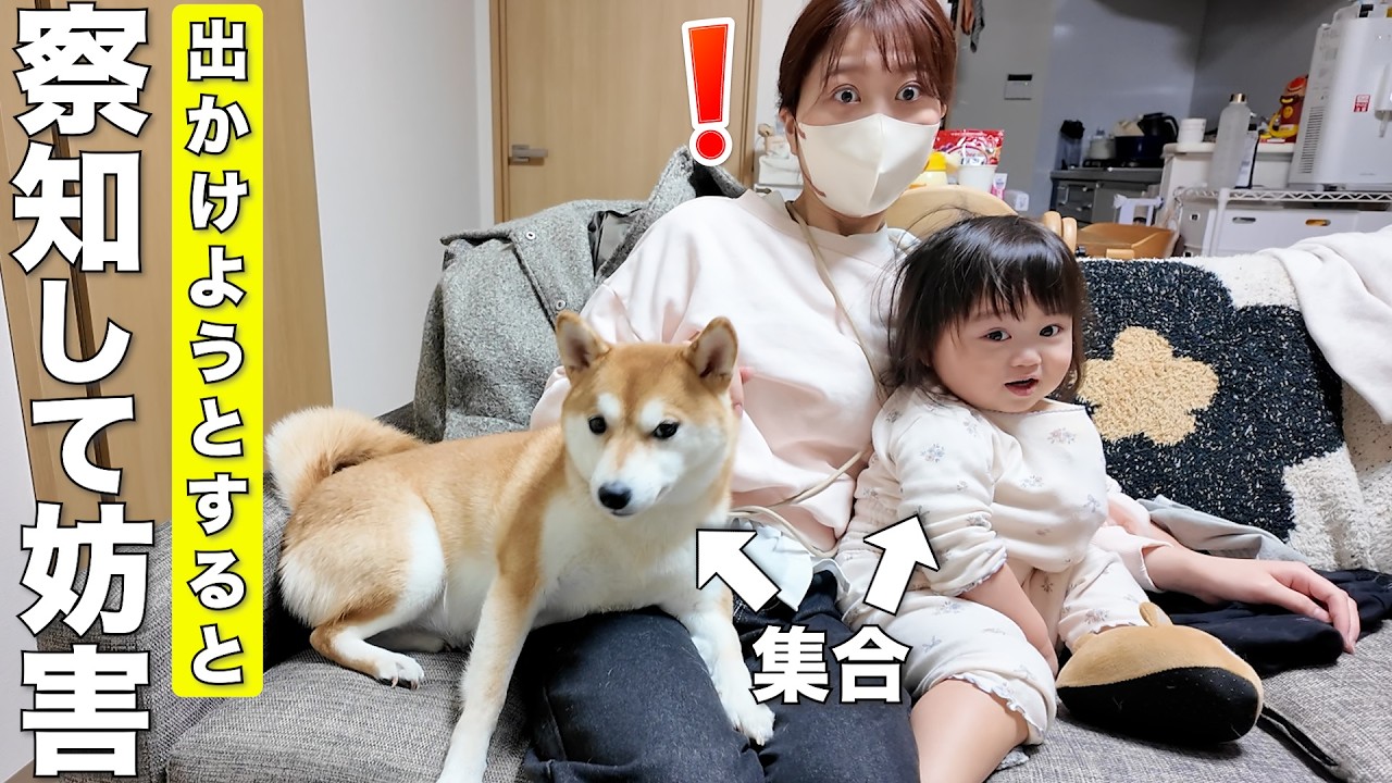 ママのお出かけを察知して動こうとしない柴犬と2歳児が可愛すぎました笑
