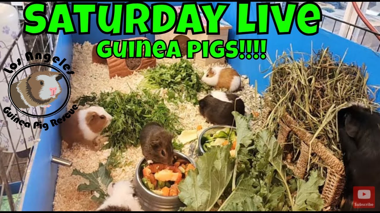 Guinea Pigs!!!!!!!!!!!