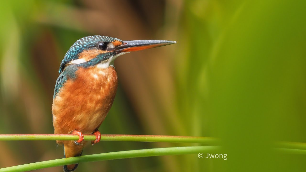 Olympus 40-150mmf2.8 Pro with Mc-20 (Part 2) photos