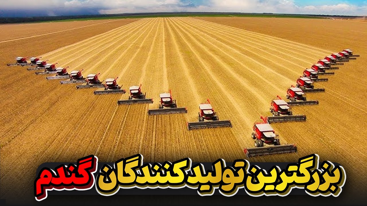 کدام کشور ها بیشترین گندم جهان را تولید میکنند؟