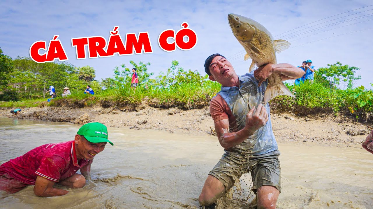 Ao Này Cá Được Đấy - Bắt Cá Trắm Cỏ Về Sấy