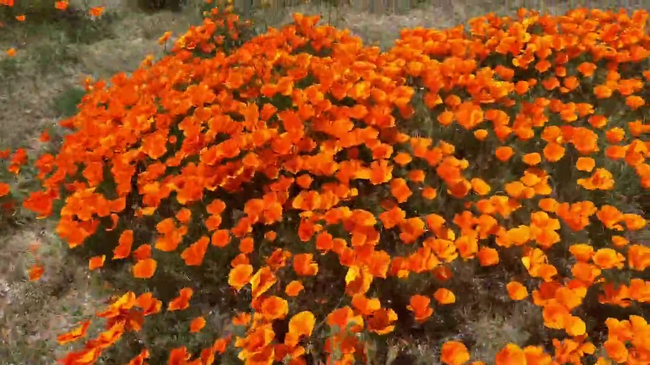 Road Trip To Fascinating Antelope Valley California Poppy Reserve Full Bloom #californiapoppy