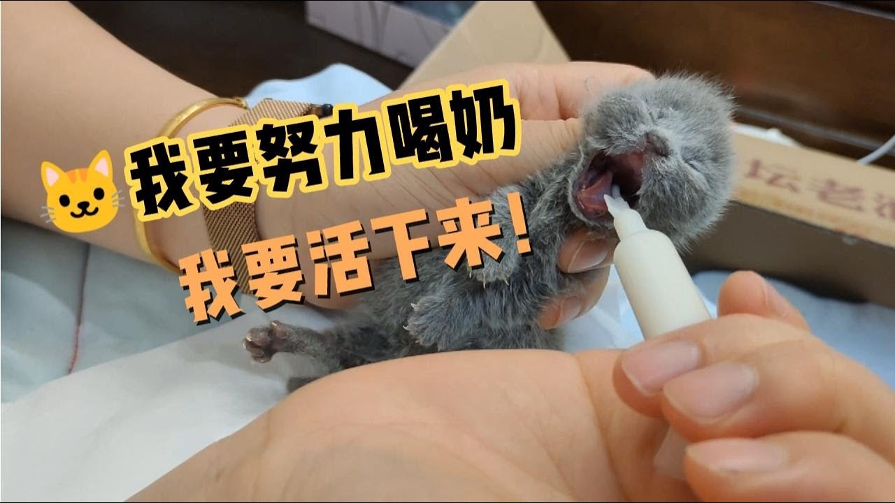 安妮と凱瑞 | 小貓 | 貓咪 為了幫助剛出生的小奶貓活下來，插胃管餵奶，人工刺激排尿排便！#小貓# 貓咪# 貓# 寵物# 幼貓# 奶貓# 出生# 安妮と凱瑞