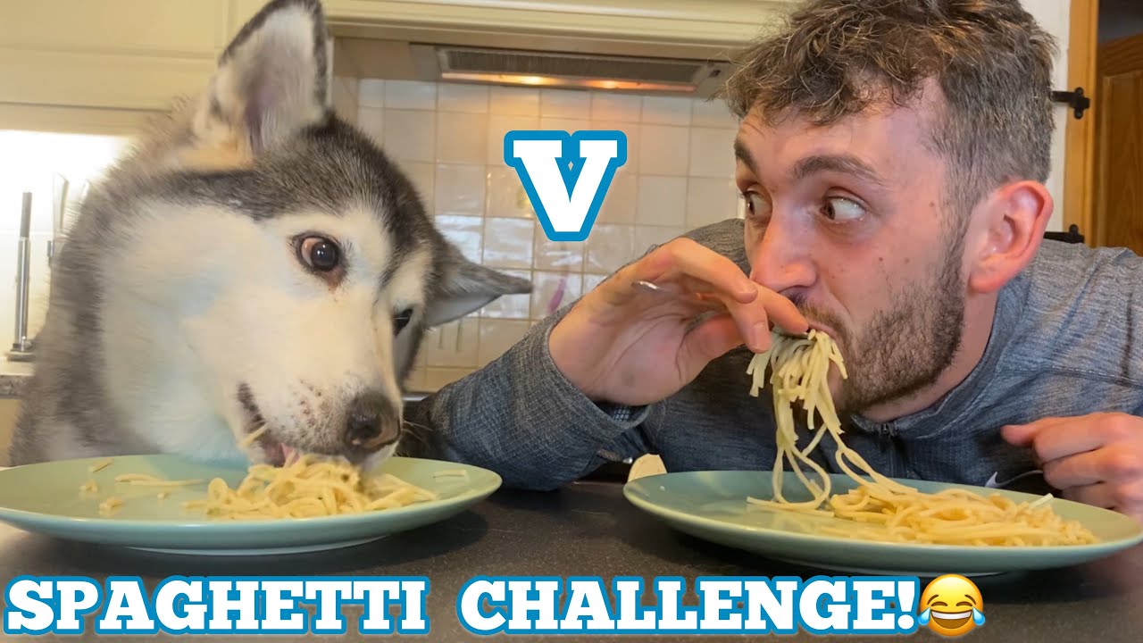 HUSKIES SPAGHETTI CHALLENGE!! [FEMALE V DAD V PUPPY V MALE!!] [WITH FUNNY CAPTIONS!]