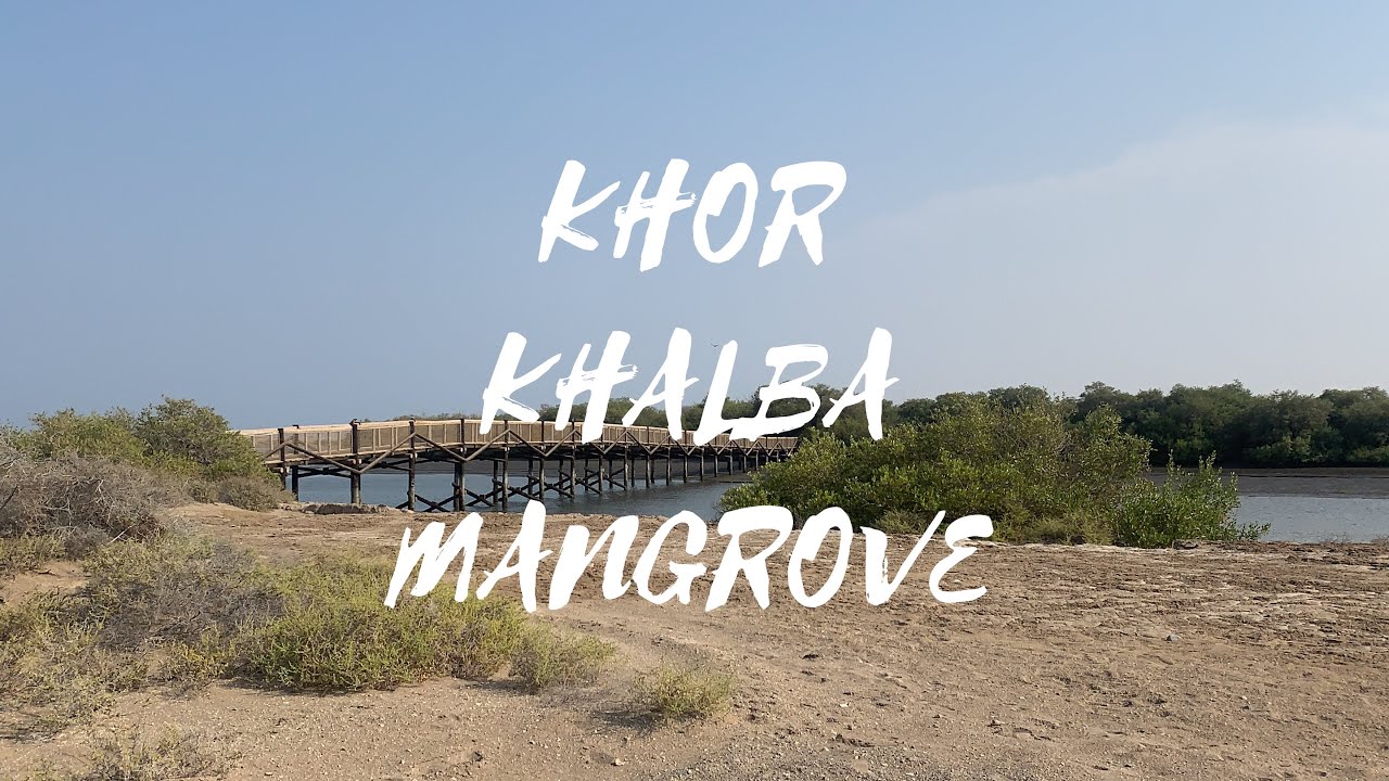 KHOR KHALBA MANGROVE CENTRE. #khorkhalbamangrove  #mangrovecenter. #khorkhalba #fujairah