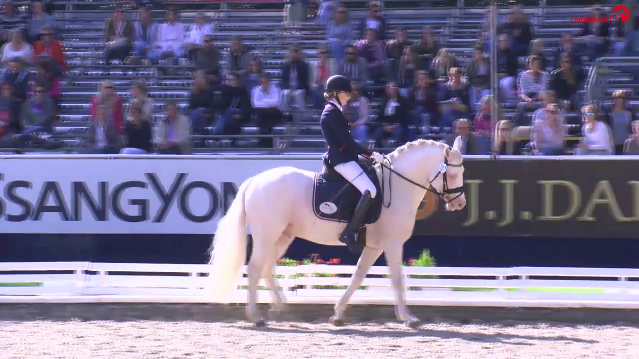 Golden West - Vice Champion 6yos ponies - Bundeschampionate 2017
