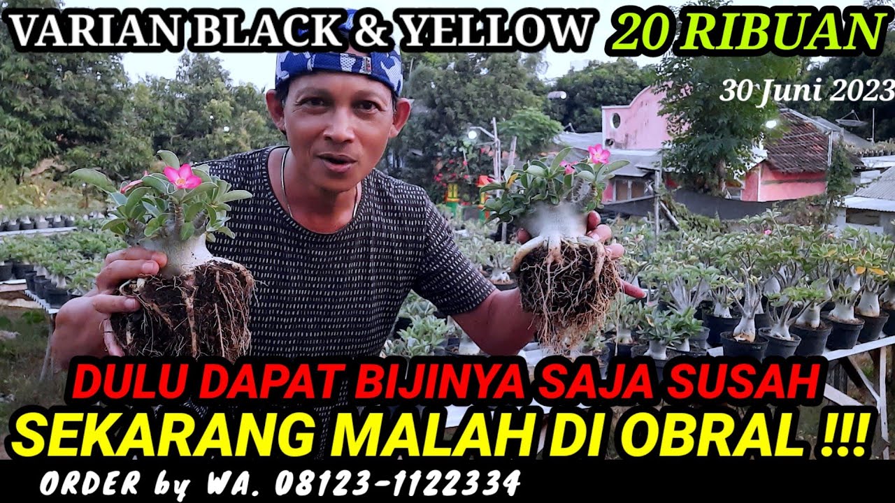 GILA... SEGEDE GINI 20 RIBUAN‼️ CEK HARGA BONSAI ADENIUM - PROGRAM AKAR VARIEGATA