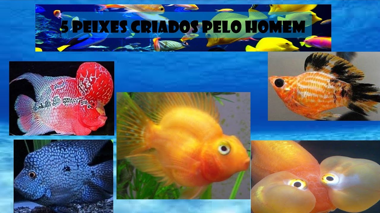 5 Peixes Que foram Criados pelo Homem