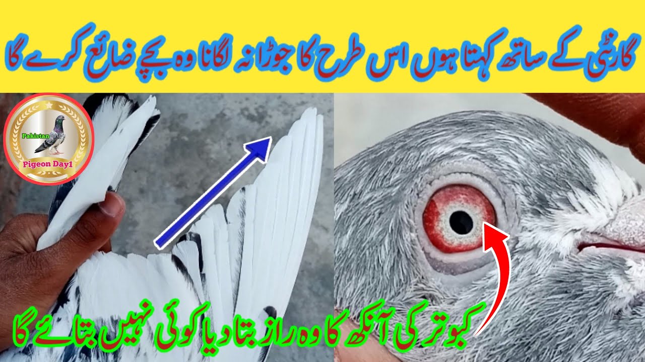 Top Quality Pigeon Ka Joda Kaise Hona Chahiye | Pigeon Day1