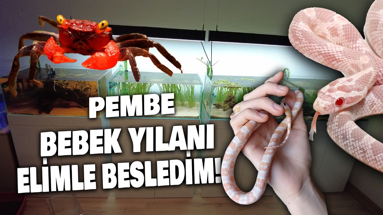 YILANI ELİMLE BESLEDİM! | VAMPİR YENGEÇLER | LEPİSTES AKVARYUMLARI | #yılan #akvaryum #cornsnake
