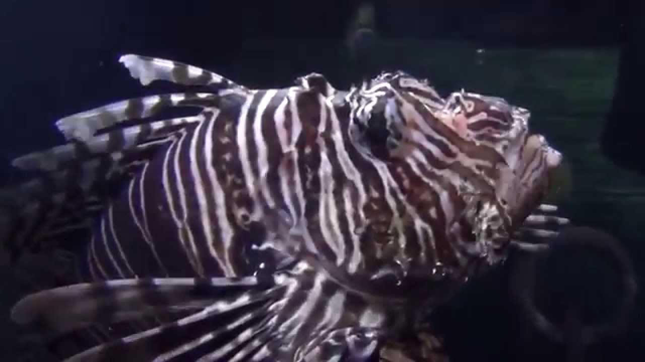 SEA LIFE Hannover ein Überblick