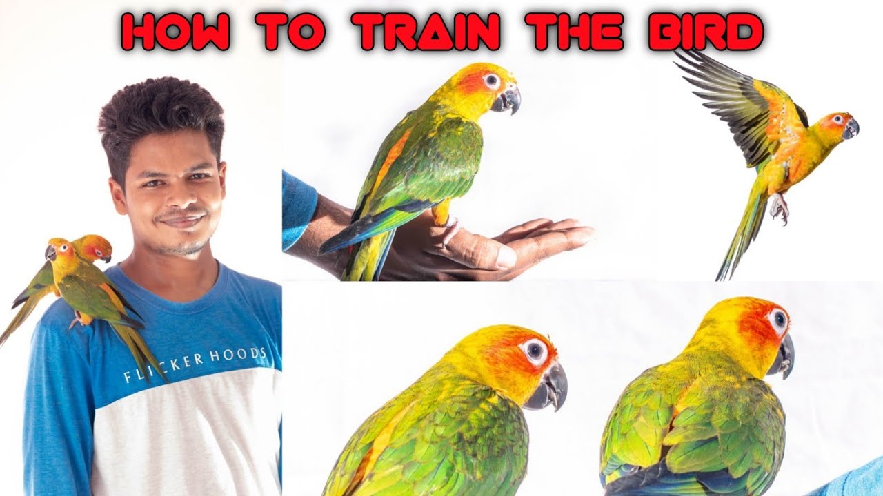 How to train the birds | Sun conure | Tamil