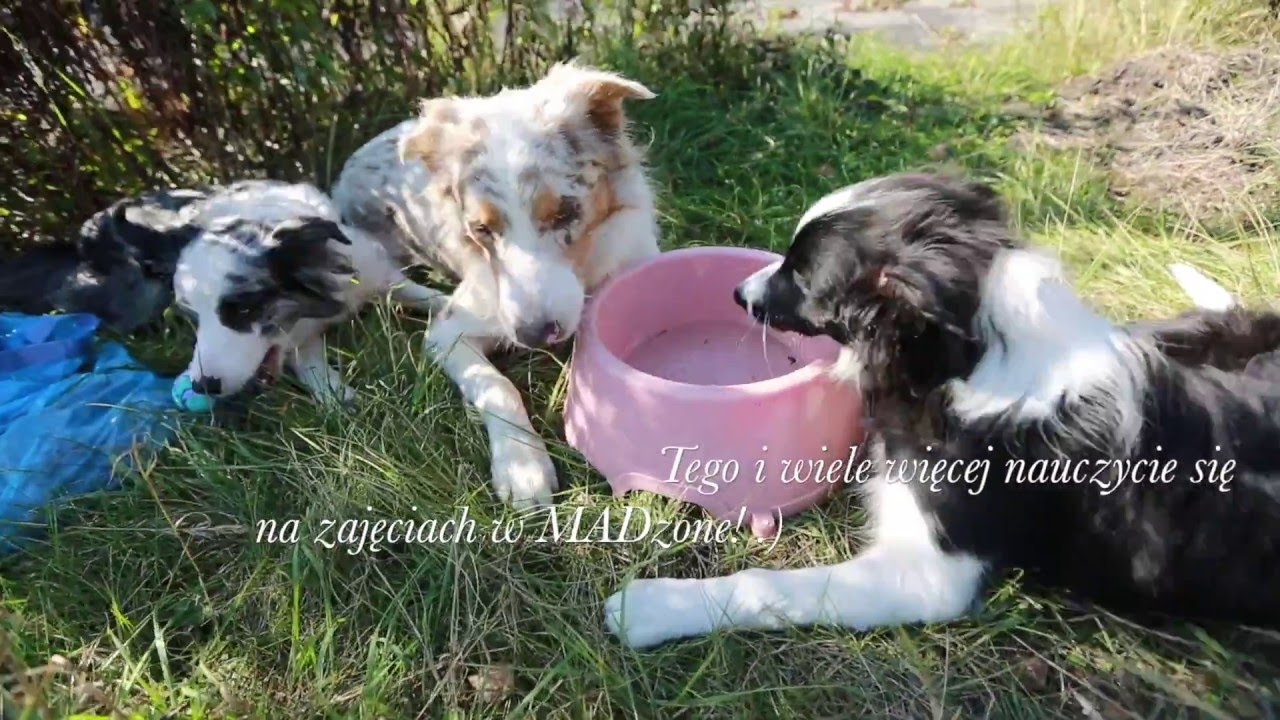 Przedszkole dla szczeniąt w MADzone dog training center ...::: Zabrze