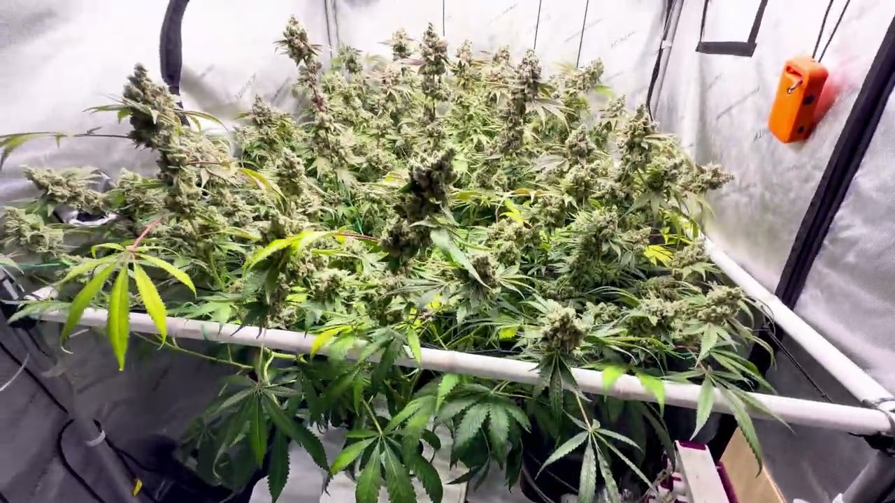 Chocolate Haze day 65 of flower. 