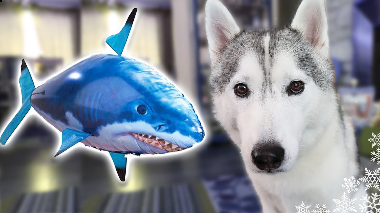 My Dog Reacts to RC Shark for Shark Week! | Husky vs Shark