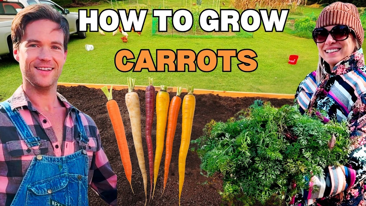 How to Grow Carrots from Seed to Harvest! - Episode 41