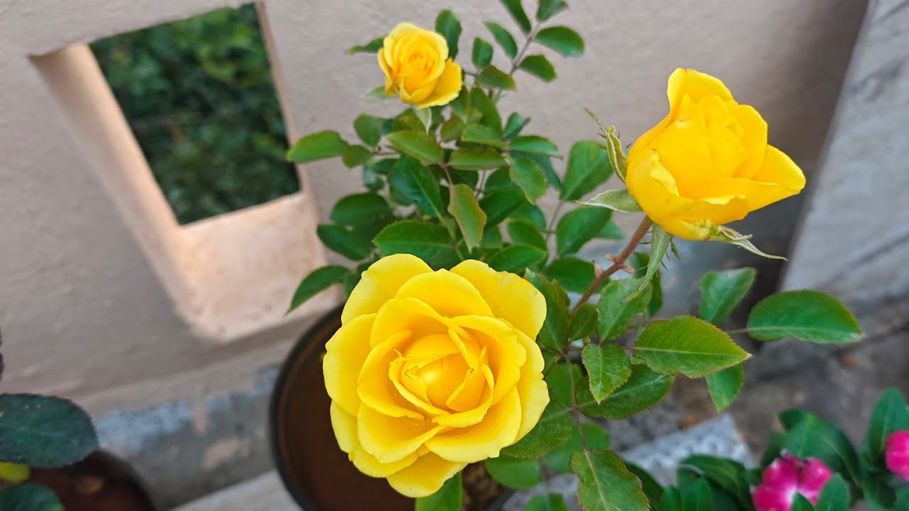ଚାଲ ମୋ  ଛାତ ବୁଲିବା☺️mu kn kn gacha lageichi gardening 