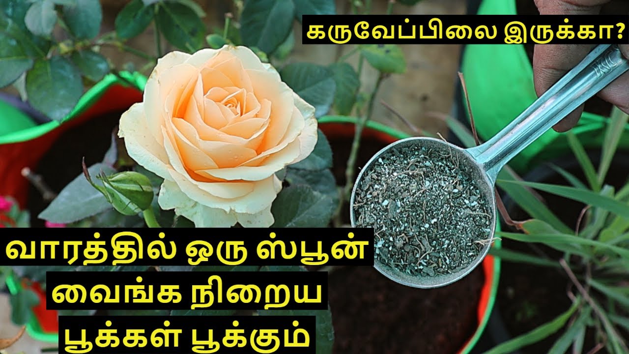 கருவேப்பிலை இருந்தால் வாரம் ஒருமுறை வைங்க நிறைய பூக்கள் காய்கள் உங்க செடியிலும் NPK fertilizer