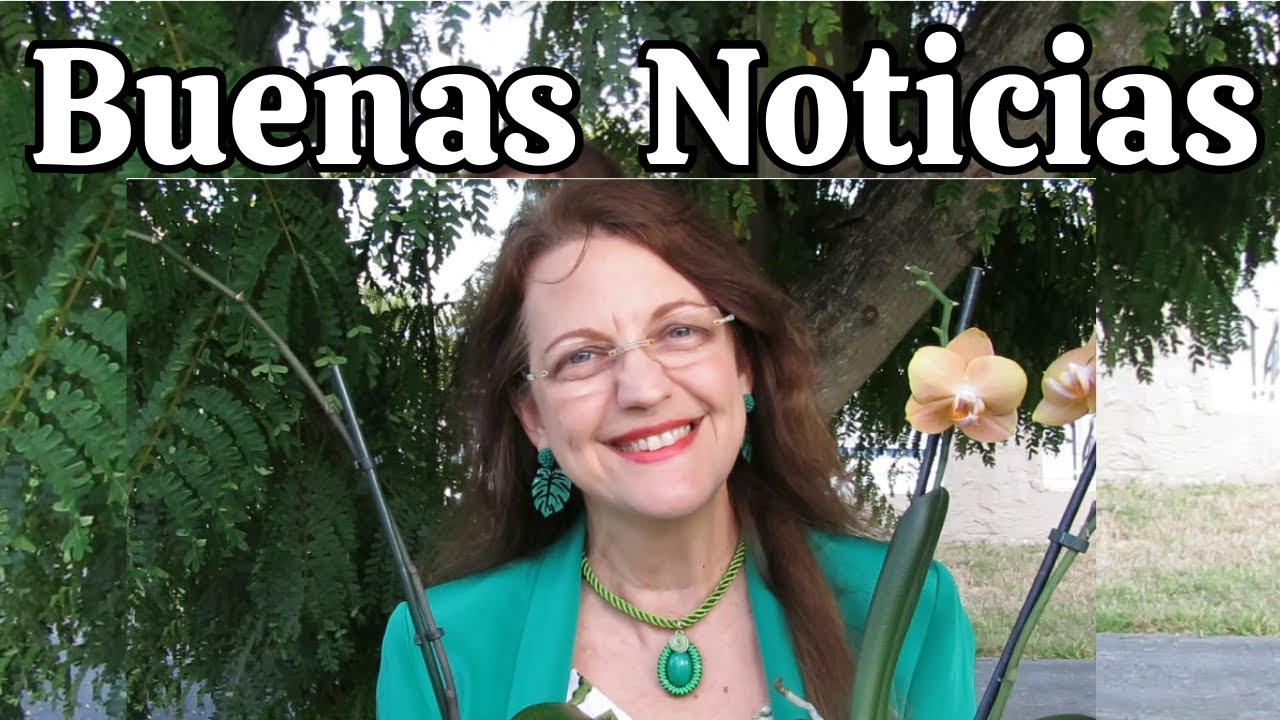 Qué fertilizante usar que las orquideas florezcan con fuerza y tengan muchas raices   #526