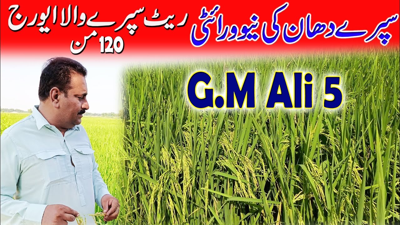 best rice variety in Pakistan | G M Ali 5 rice variety of Pakistan | rice ki kasht in Pakistan.