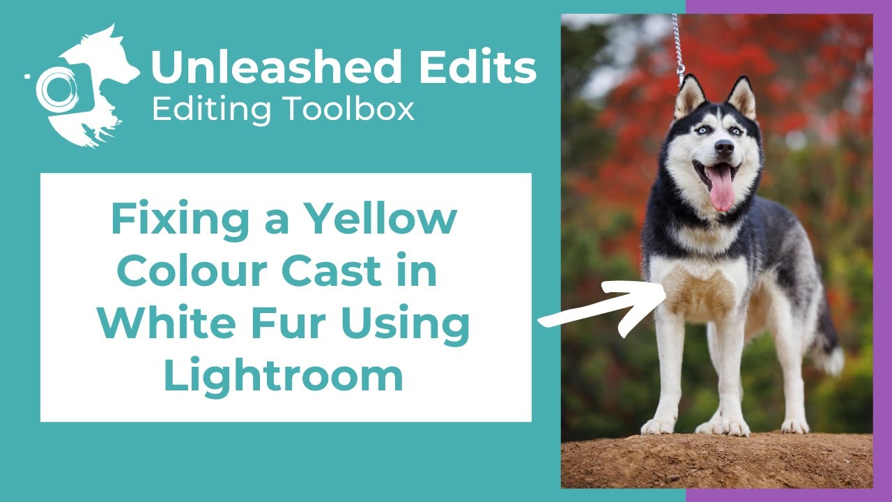 Dog Photography Editing Toolbox: Fixing a Yellow Colour Cast in White Fur using Masking in Lightroom