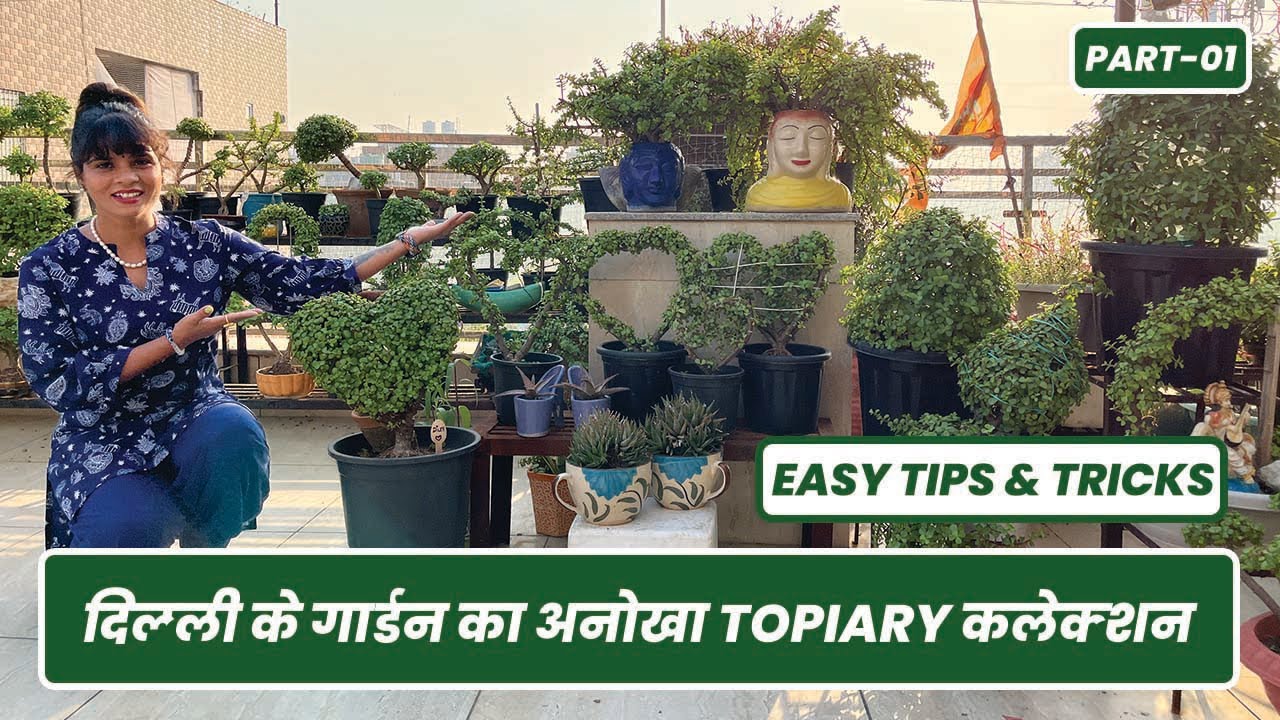 सुबह 5 बजे उठकर लग जाती हूँ बाग़वानी में 🥰🪴 बनाई एक से बढ़कर एक टॉपियरी 😲 Topiary Garden Tour