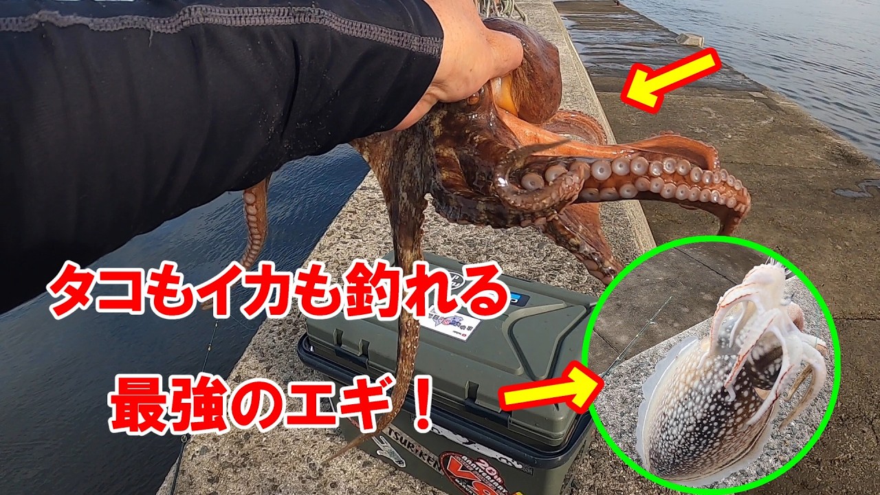 【タコ釣り】タコもイカも釣れるこのタコエギが強すぎる！イカエギ改でタコ爆釣。