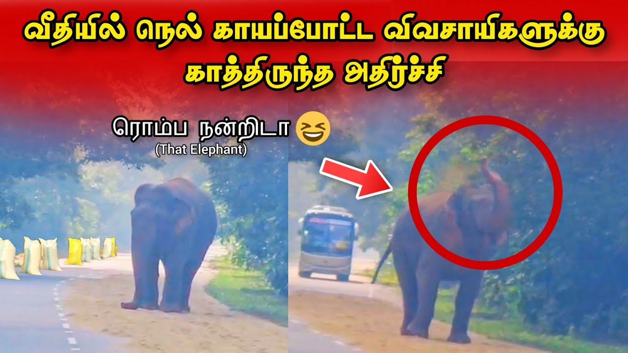 முல்லைத்தீவில் பட்டப்பகலில் நடந்த சம்பவம் - மிரண்டுபோன விவசாயிகள் - Vanni Life🌾 | Mullaitivu