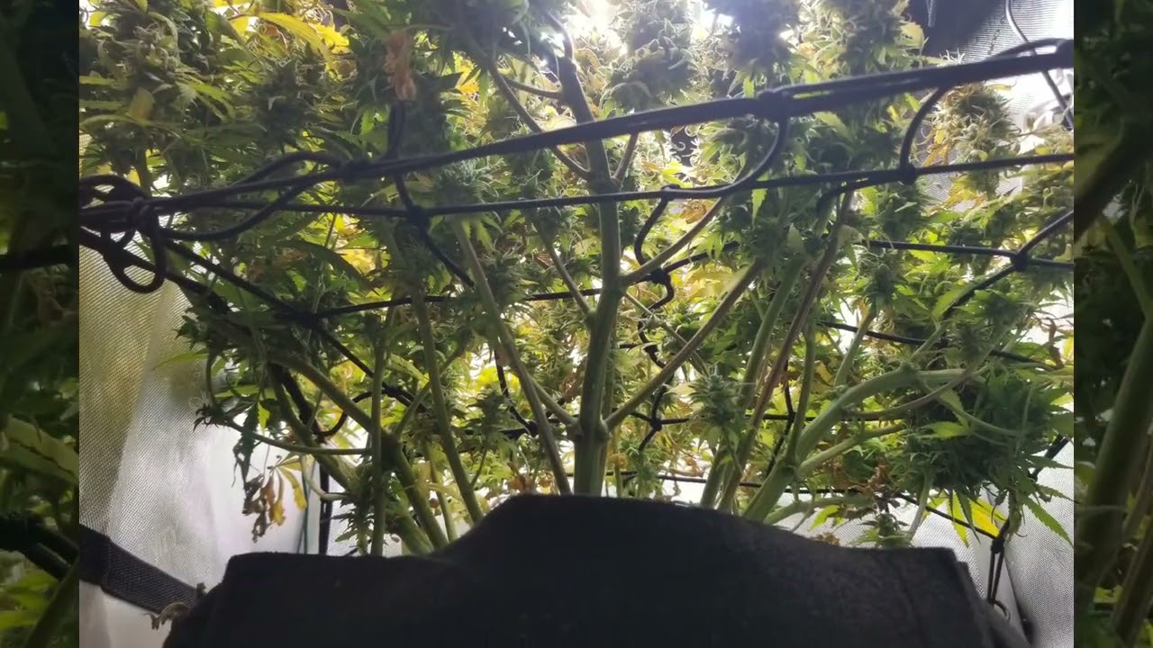 Candy Kush autoflower 2x2 scrog update.