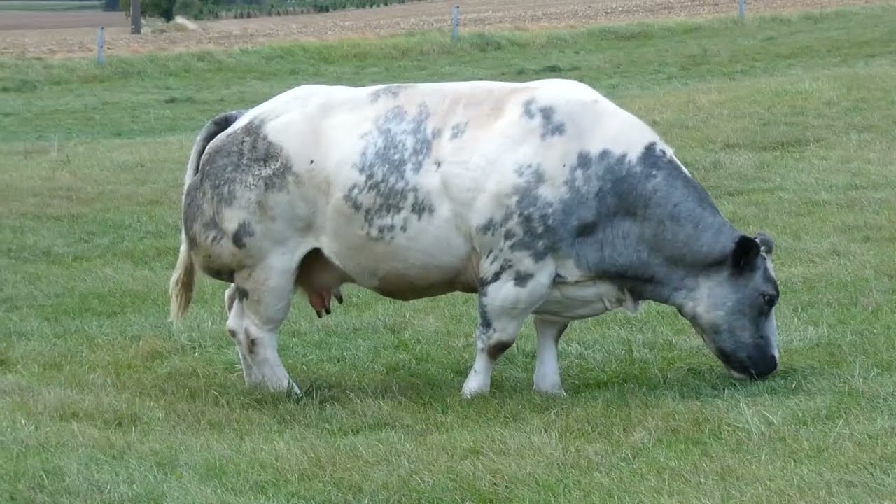 Les Gourmandes du Pré.  🐮🐮🐮💚    #vaches #cowstory