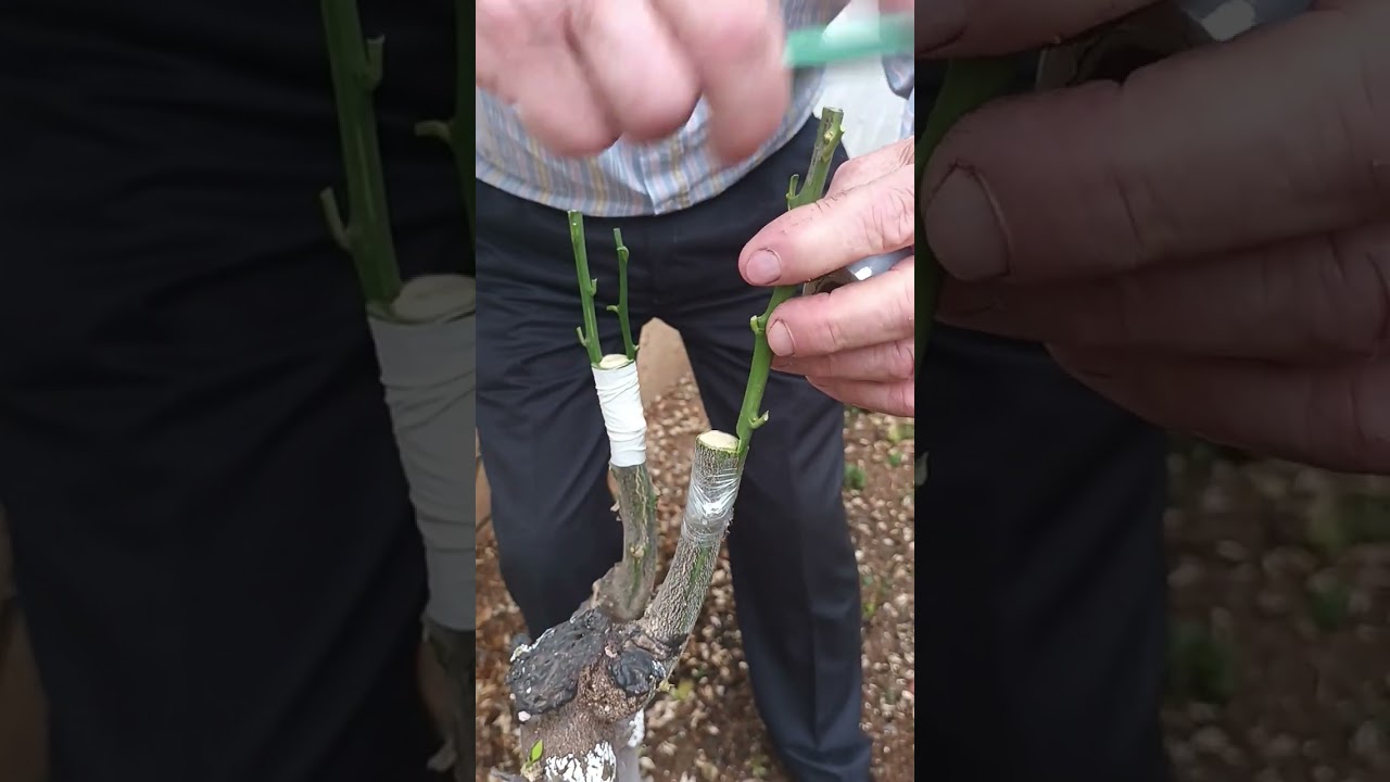 εμβολιασμός άγριας λεμονιάς σε ήμερη