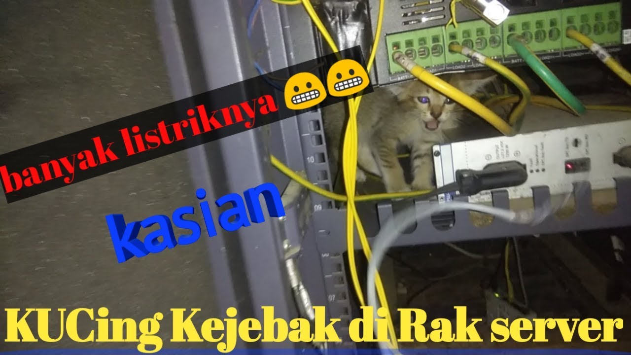Pemasangan Access Point baru,,, Nemu kucing Kejebak di rak server Auto Panik