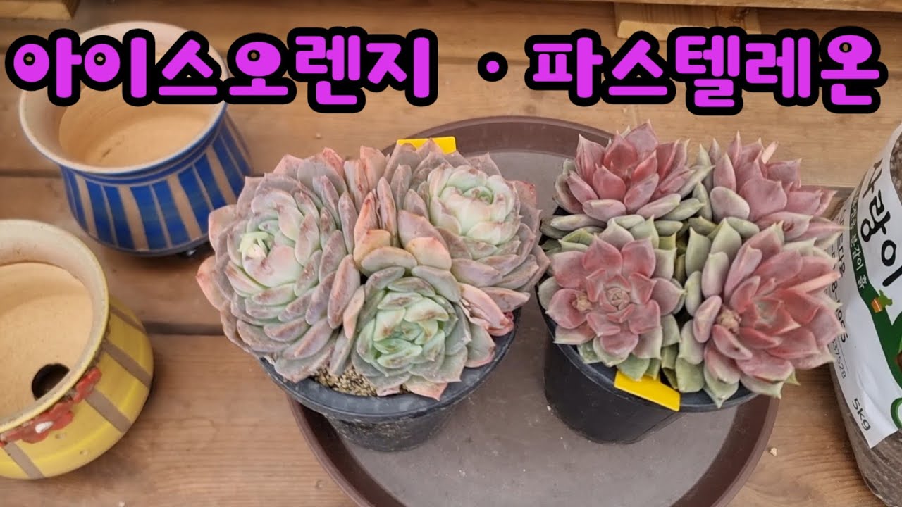 26.3.2 🌹#아이스오렌지와 파스텔레온 분갈이해요🌵 #스피드다육 010-5248-5955 