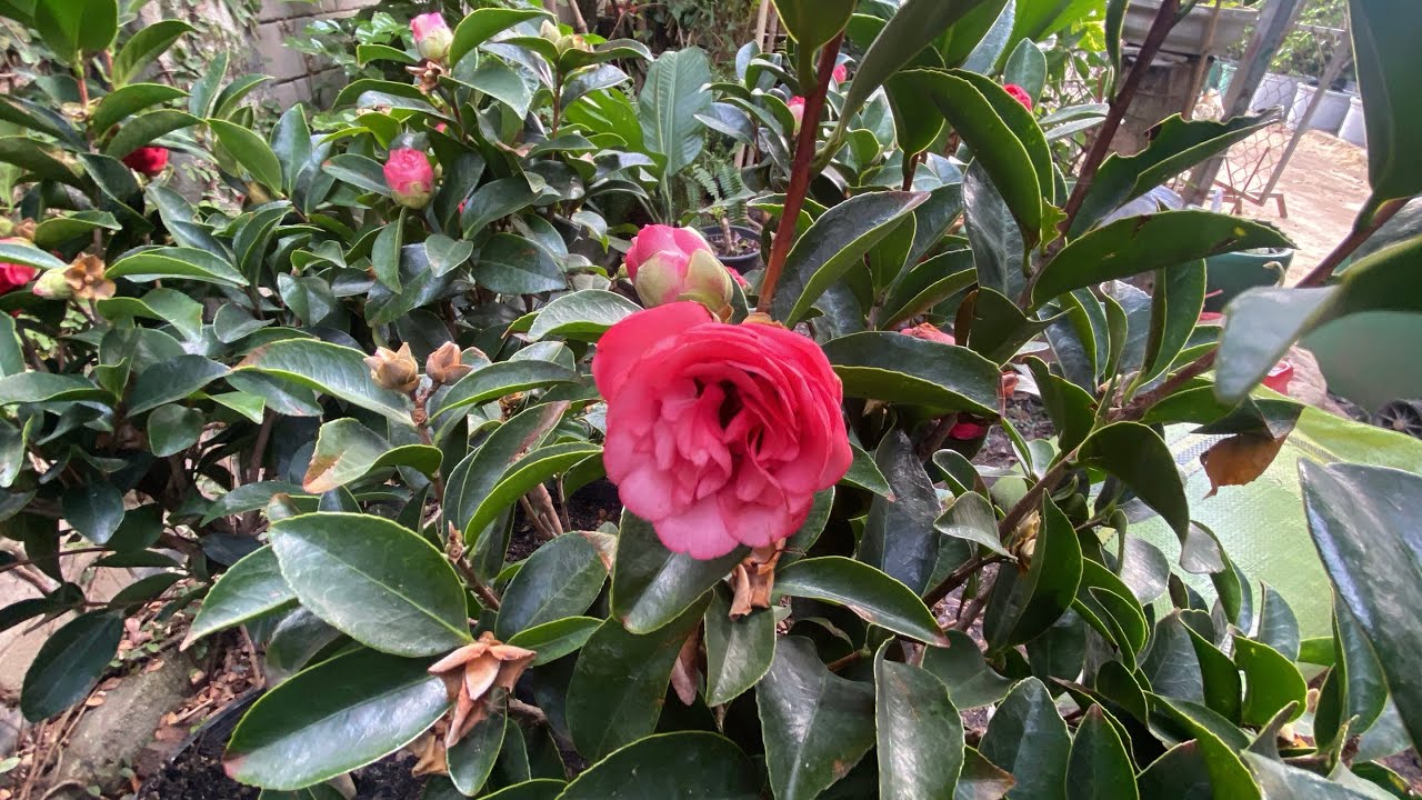 Japanese Camellia, Rose of Winter