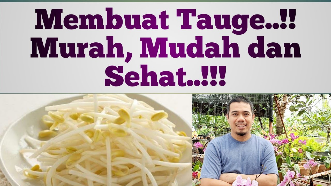 Cara mudah membuat tauge, sehat dan bersih..! How to make mung bean sprouts..!!