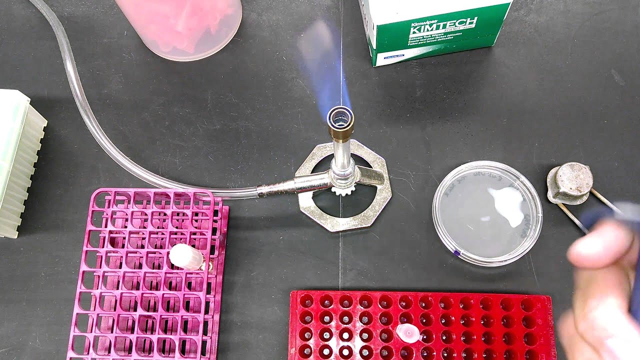 BIOL302L Spread Plate Procedure