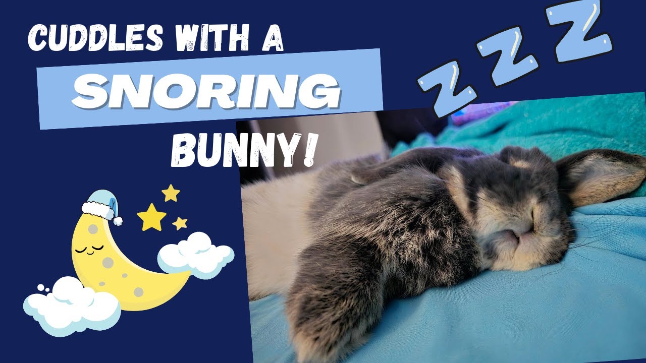Cuddling with a SNORING bunny!