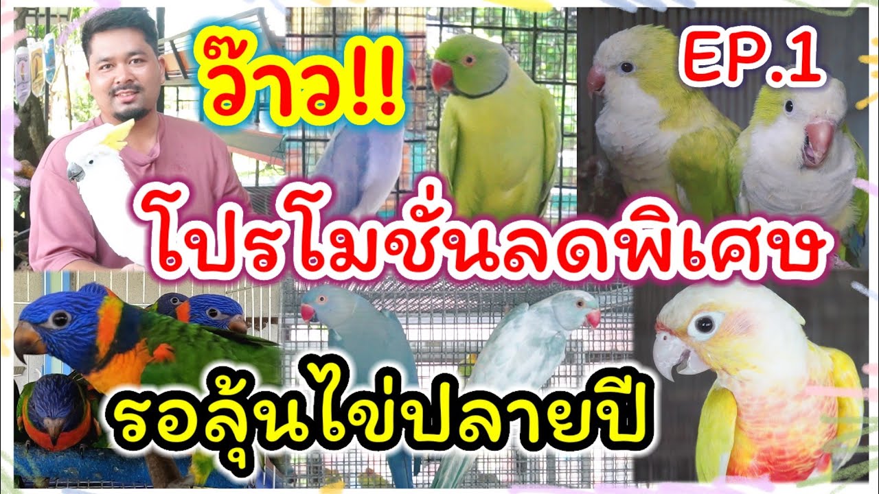 ห้ามพลาด!! โปรโมชั่นลดพิเศษ จากบินสมัดฟาร์ม นกแก้วริงเน็ค ม๊องค์ ซันชีค จัดส่งได้ทุกจังหวัด