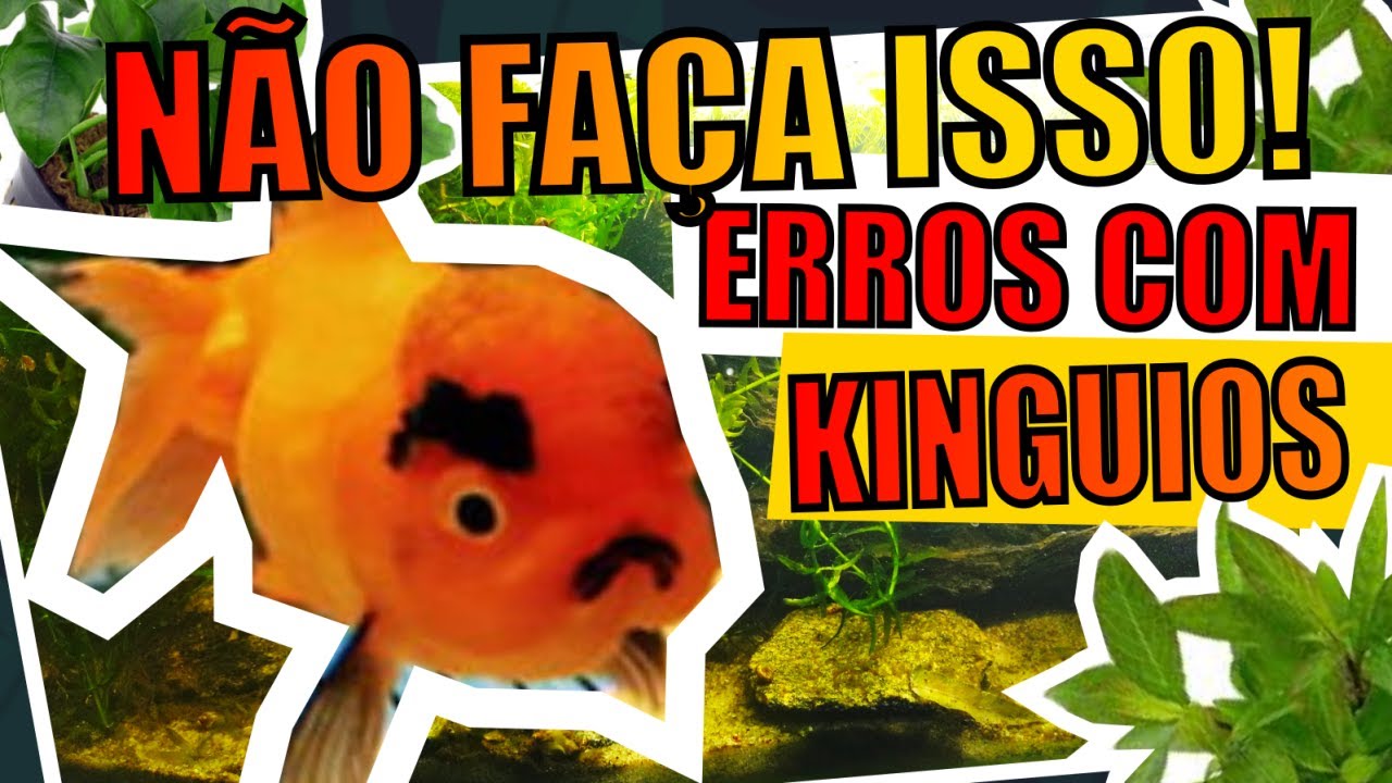 🔴KINGUIOS: ERROS QUE OS AQUARISTAS COMETEM EM AQU&Aacute;RIOS E LAGOS |Mr. Betta|