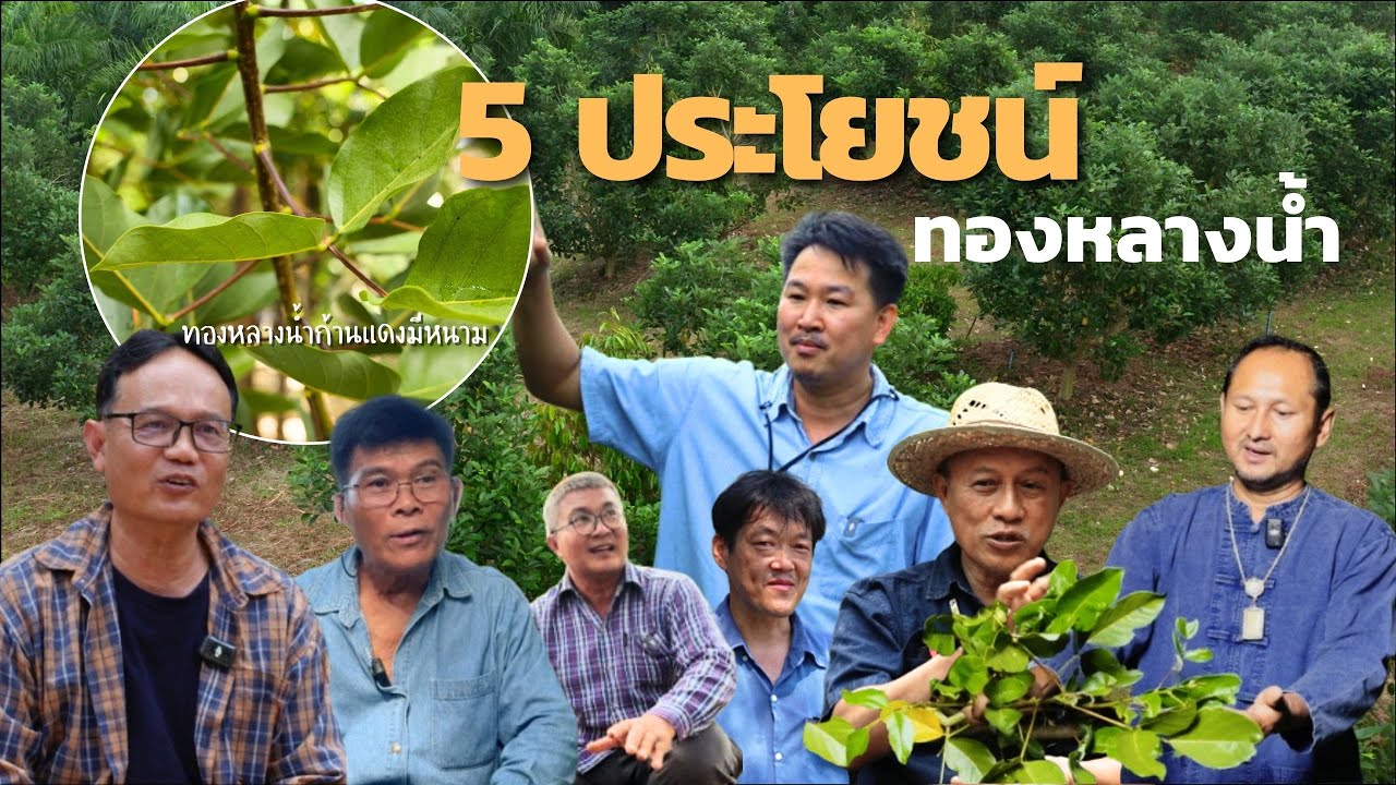 ทองหลางน้ำอาวุธลับเกษตรกรไทย//โดย อ.วิโรจน์ ,พี่นพดล ,พี่มด ,พี่โชคดี ,พี่พระรถ ,พี่นที และพี่ชัดเจน