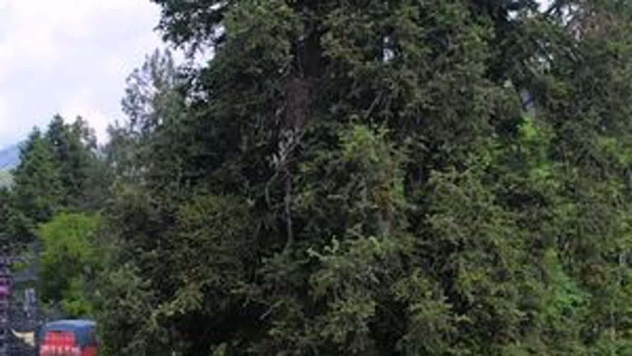 2024年端午节《相约锣鼓箐》欢乐日子匆匆过明年今日在相逢一江春水工作室录制