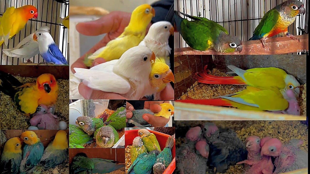Love Birds Breeding Progress And Conure Bird Breeding In Islamabad|Sun conure|Pale Fallow|Creamino