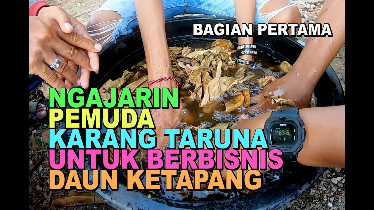 DAUN KETAPANG