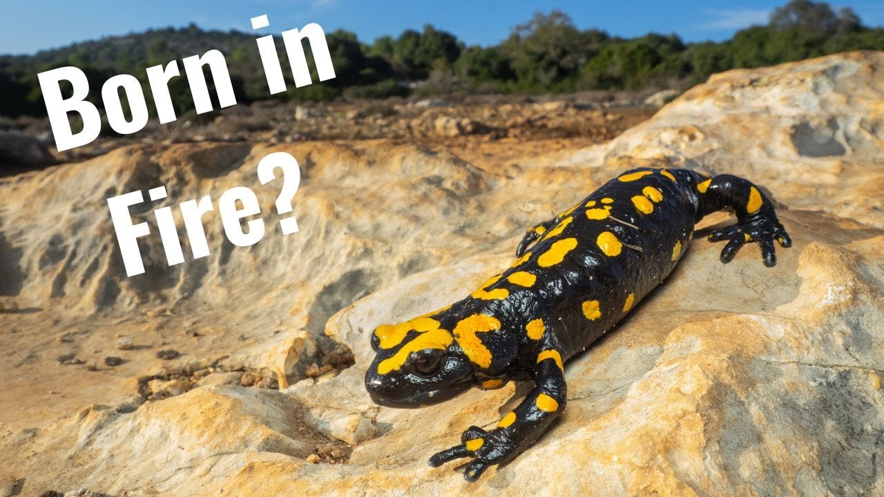 The Biology and Mythology of Fire Salamanders