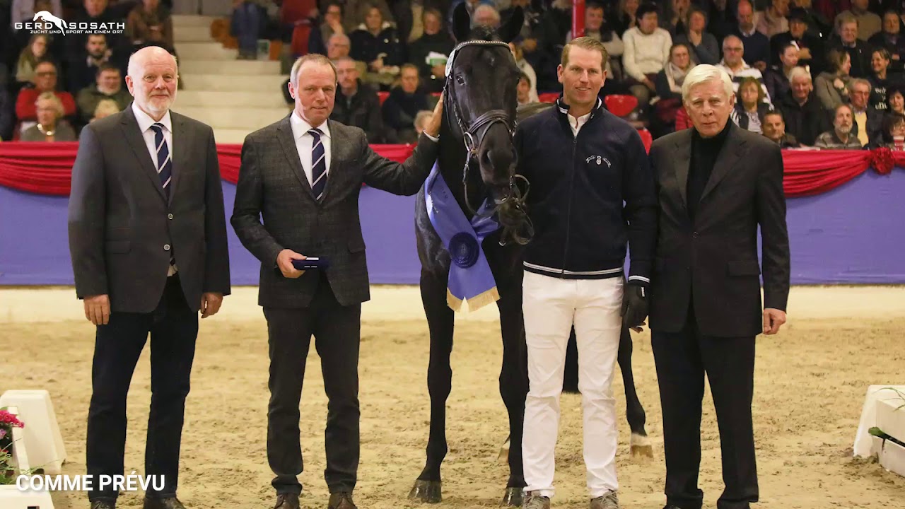 Comme Prévu *2013 by Comme il faut x Quinta Real (Sosath Stallion Show 2021)